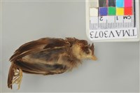 藏品(麻雀)的圖片